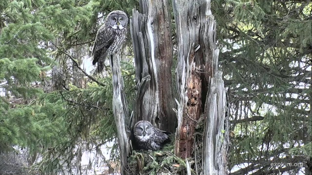 Great Gray Pair on Nest Tree - Charlo, MT (Explore/ORI Great Gray Owl Livecam)